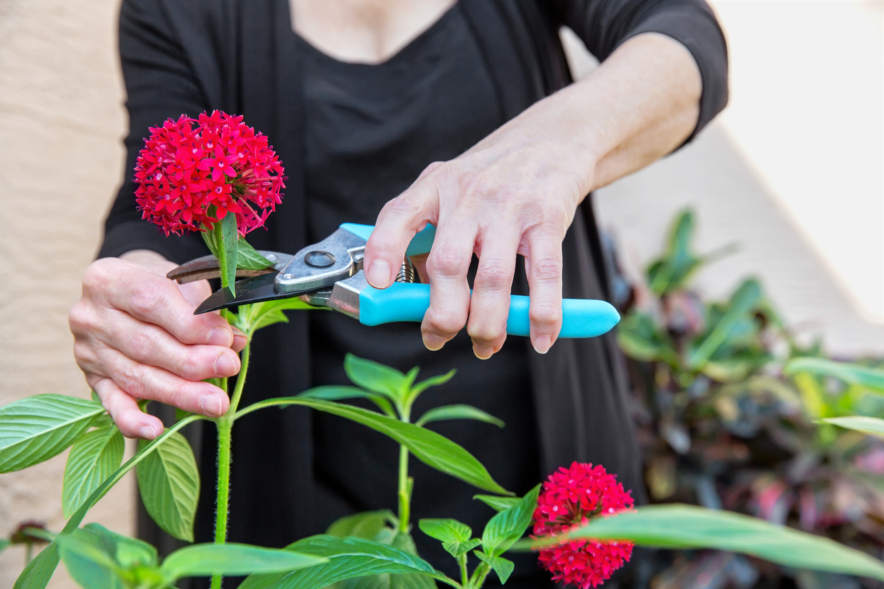 Woman cutting flowers with arthritis in hands
